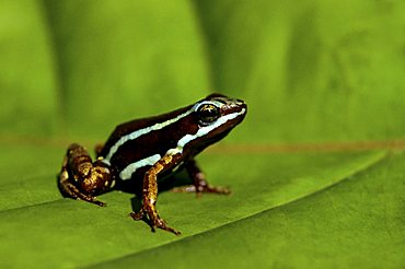 Phantasmal poison frog (Epipedobates tricolor), Buenaventura, Ecuador, South America