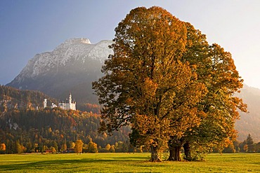 Autumn light in the evening at Schloss Neuschwanstein Castle, Allgaeu near Fuessen, Bavaria, Germany, Europe