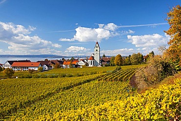 Autumn mood at Lake Constance in the vineyards near Hagnau, Baden-Wuerttemberg, Germany, Europe