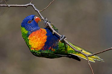 Lorikeet (Loriinae), Tierpark Marlow, Mecklenburg-Western Pomerania, Germany, Europe