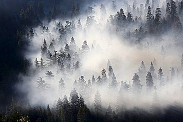 Wads of smoke from a forest fire pervading Sequoia National Park, California, USA