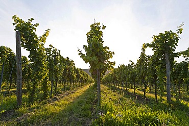 Vineyard on Forest, German Wine Route, Pfalz, Rhineland-Palatinate, Germany, Europe