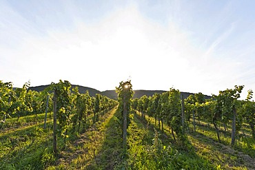 Vineyard, near Forst, German Wine Route, Pfalz, Rhineland-Palatinate, Germany, Europe