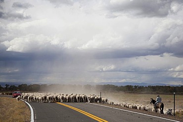 A shepherd moves a flock of sheep and a few goats along a highway to a winter pasture in Colorado's San Luis Valley, Manassa, Colorado, USA, America