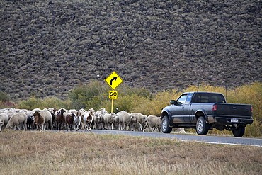 A shepherd moves a flock of sheep and a few goats along a highway to a winter pasture in Colorado's San Luis Valley, Manassa, Colorado, USA, America