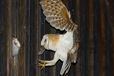 Barn Owl (Tyto alba) with a mouse in its beak, feeding its waiting offspring in a barn