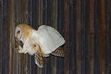 Barn Owl (Tyto alba) with a mouse in its beak, feeding its offspring in a barn