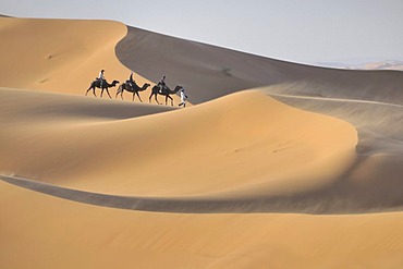 Camel trekking, Erg Chebbi, Morocco, Africa