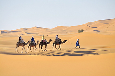 Camel trekking, Erg Chebbi, Morocco, Africa