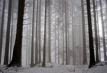 Trees in the fog, Hinterforst, St. Gallen, Switzerland, Europe