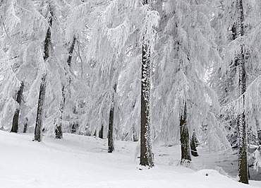 Hoar frost in the forest, Rehetobel, Appenzell, Switzerland, Europe