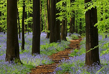 Forest path through a forest of Common Beeches (Fagus sylvatica) with Bluebells (Hyacinthoides), spring, Hallerbos, Brussels, Belgium, Europe