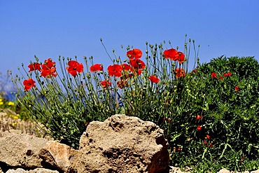 Poppy (Papaver), Paphos, Cyprus