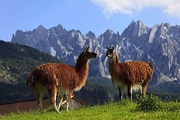 Llamas in Gosau, Salzkammergut region, Upper Austria, Austria, Europe