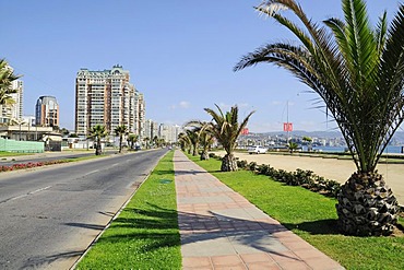 High-rise buildings, palm trees, boulevard, promenade, resort, Vina del Mar, Chile, South America