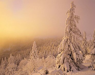 Winter landscape at sunset, Mt. Feldberg, Black Forest, Baden-Wuerttemberg, Germany, Europe