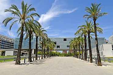 Town Hall, palm trees, Benidorm, Costa Blanca, Alicante, Spain, Europe