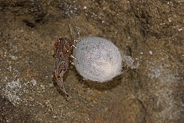 Cocoon from european cave spider (Meta menardi) and the Herald (Scoliopteryx libatrix)