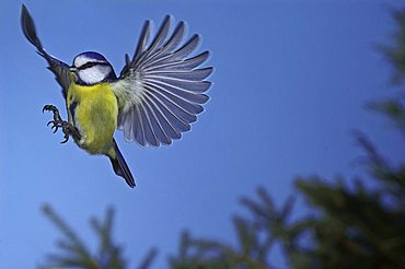 Blue Tit (Parus caeruleus)