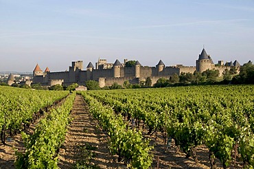 The castle of Carcassonne, Aude, France, Europe