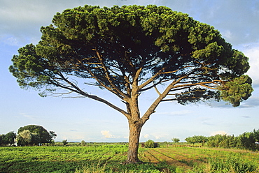 Pine tree, Provence, France, Europe