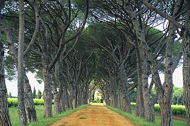 Avenue lined with plane trees, Provence, France, Europe