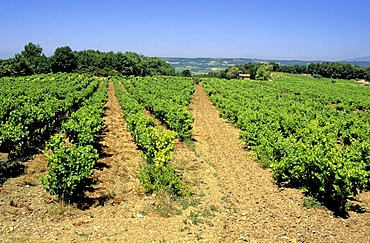 Vineyard, Cotes du Rhone, Drome, France, Europe