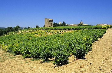 Vineyard, Cotes du Rhone, Drome, France, Europe