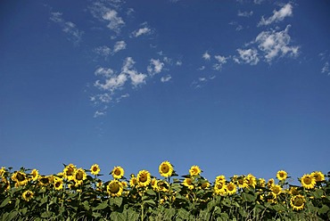 Field of sunflowers, France, Europe