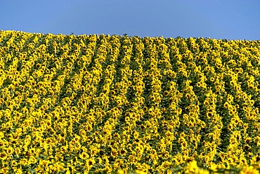 Field of sunflowers, France, Europe