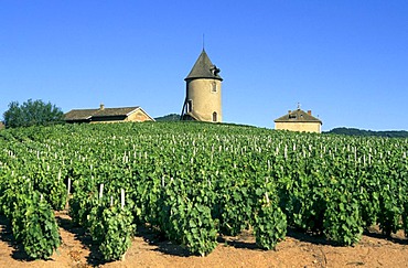 Vineyard, Moulin-a-Vent, Beaujolais wine growing area, Departement Rhone, Region Rhone-Alpes, France, Europe