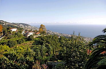 Tropical garden, Monte Palace Tropical Garden, Jose Bernardo Foundation, Funchal, Madeira, Portugal, Europe