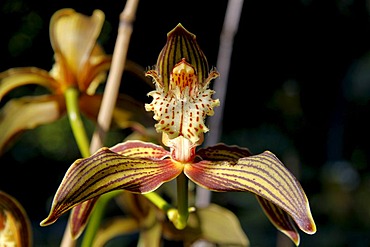 Orchid, orchid garden, Tropical Garden, Jardim Tropical Monte Palace, Jose Bernardo Foundation, Funchal, Madeira, Portugal, Europe