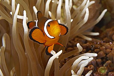 Clown anemonefish, Clownfish (Amphiprion ocellaris) captive