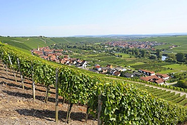 Escherndorf on the Main, Lower Franconia, Bavaria, Germany, Europe