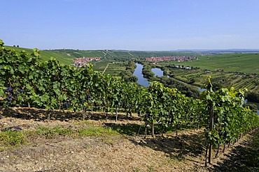 Escherndorf on the Main, Lower Franconia, Bavaria, Germany, Europe