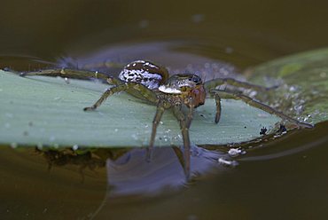 Wolf spider (Pirata piraticus)