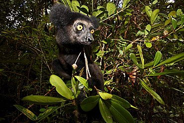 Babakoto (Indri Indri), Canal des Pangalanes, East Madagascar, Africa