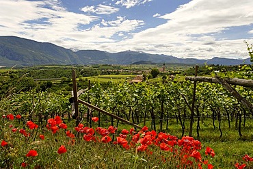 Missian near Eppan an der Weinstrasse, wine route, Ueberetsch, Bozen Unterland, Oltradige-Bassa Atesina district, South Tyrol, Italy, Europe