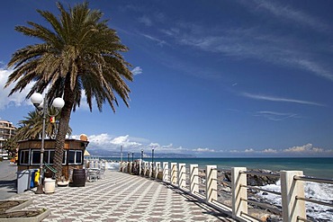 Palm tree on the beach promenade, Albenga, Riviera, Liguria, Italy, Europe