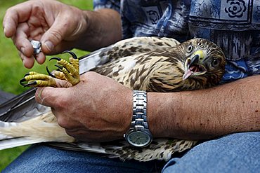 Common Buzzard (Buteo buteo), tended back to health, being banded and released back into freedom, Roesrath, North Rhine-Westphalia, Germany, Europe