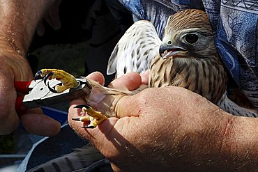 Common Kestrel (Falco tinnunculus), tended back to health, being banded and released back into freedom, Roesrath, North Rhine-Westphalia, Germany, Europe