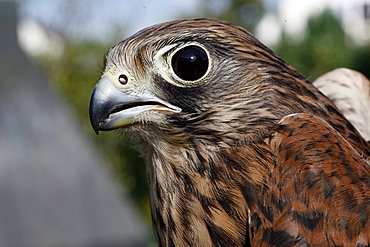 Common Kestrel (Falco tinnunculus), portrait