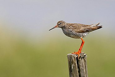 Common Redshank (Tringa totanus), Oeland, Sweden, Kalmar County, Scandinavia, Europe