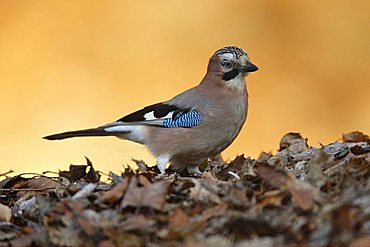 Eurasian Jay Garrulus glandarius