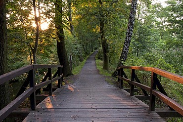 Wooden bridge in the forest at dusk, biosphere reserve, Spreewald, Spree Forest, Brandenburg, Germany, Europe