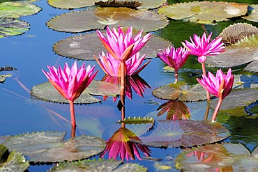 Water Lilies (Nymphaea), Germany, Europe