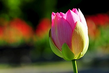 Pink Lotus (Nelumbo), blossom