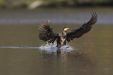 Great Cormorant (Phalacrocorax carbo) landing on water