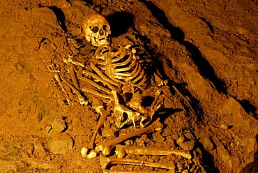 Skull and skeleton from the stone age, Cheddar Man Museum of Prehistory, Cheddar, Somerset, England, United Kingdom, Europe